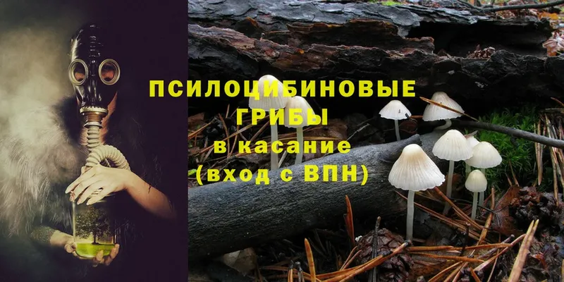 Псилоцибиновые грибы Cubensis  Волоколамск 